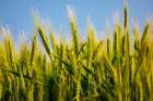 USA-Washington State-Palouse-Colfax Green wheat Art Print